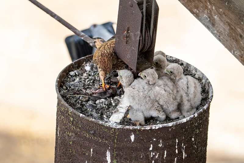 Common kestrel