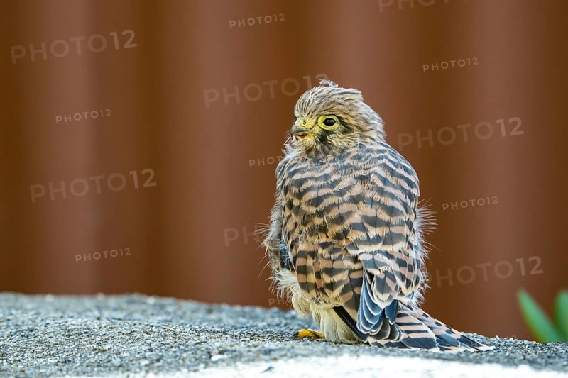 Common kestrel