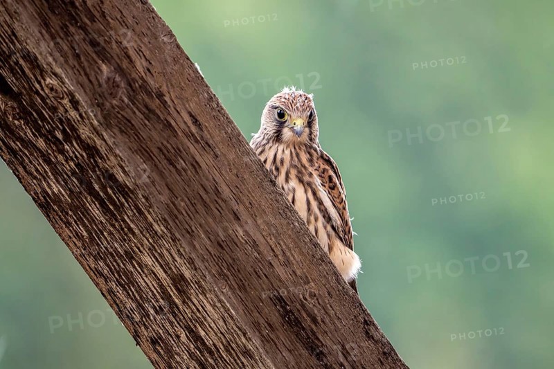 Common kestrel
