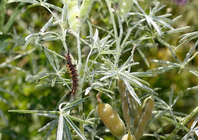 Rusty tussock moth