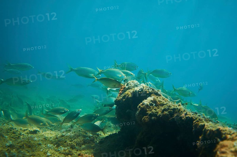 Salema porgy