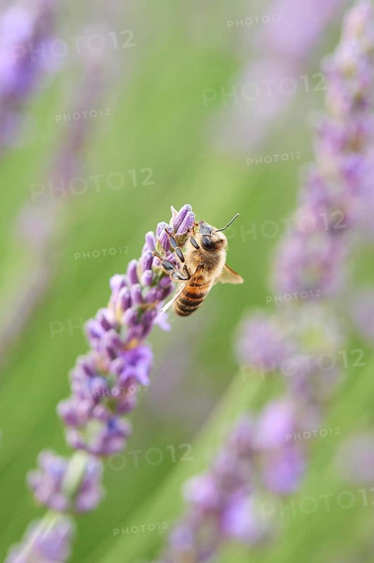 European honey bee