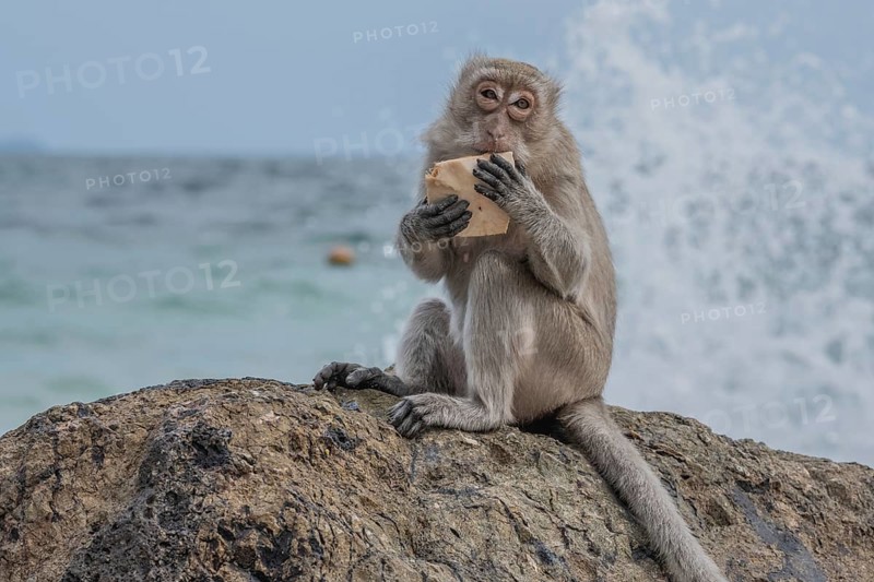 Monkey