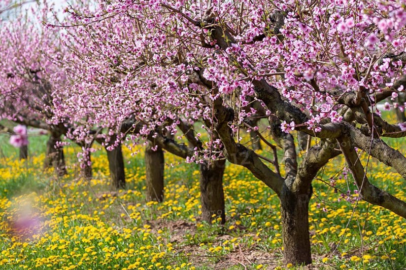 Flowering peach plantation