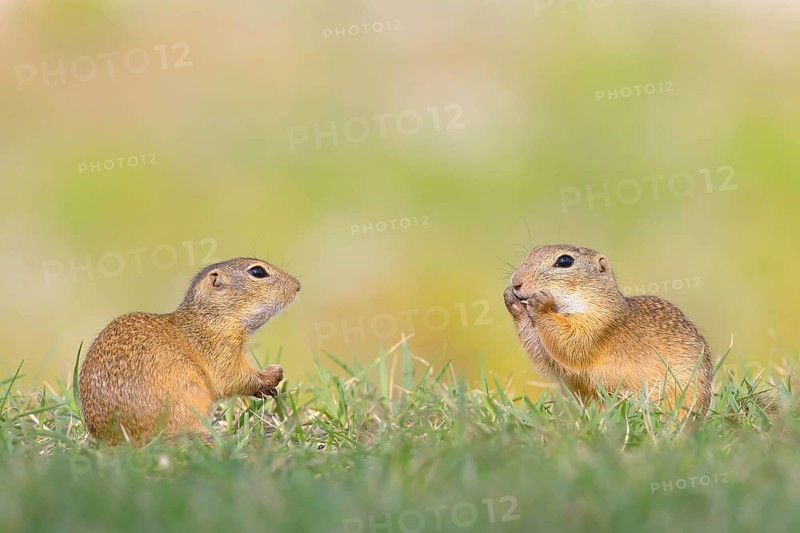 European ground squirrel