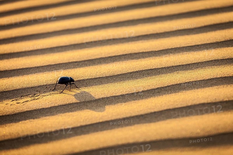 Scarab
