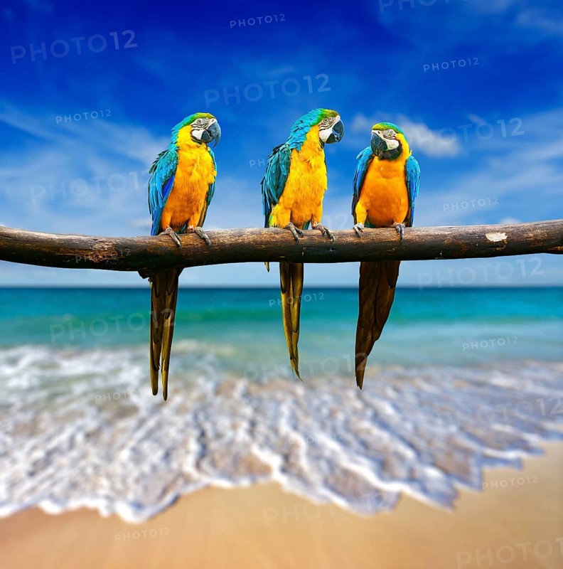 Tropical vacation concept
