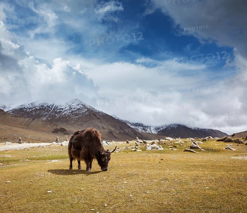 Yak grazing in Himalayas mountains. Ladakh