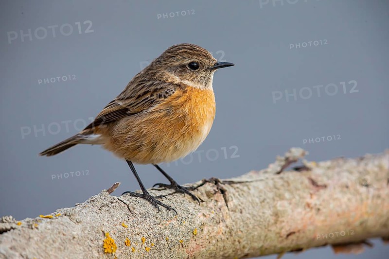 African stonechat