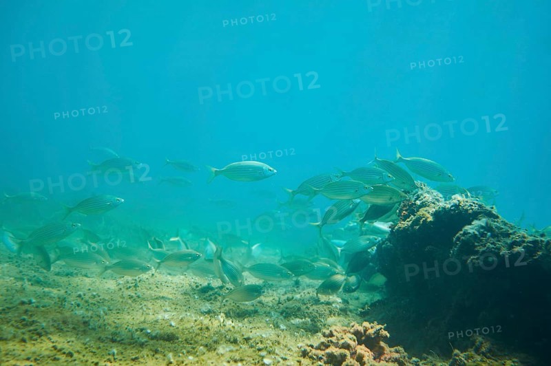 Salema porgy