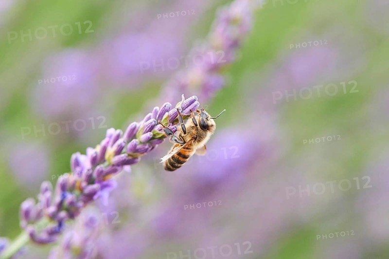 European honey bee