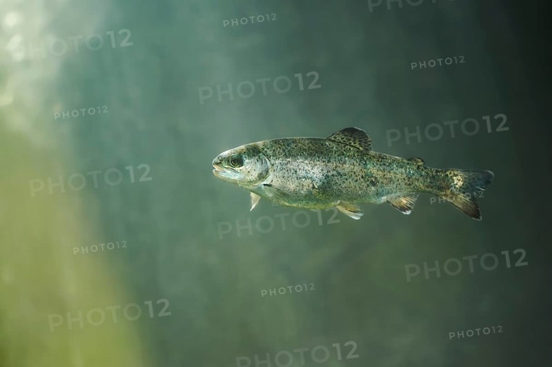 Rainbow trout