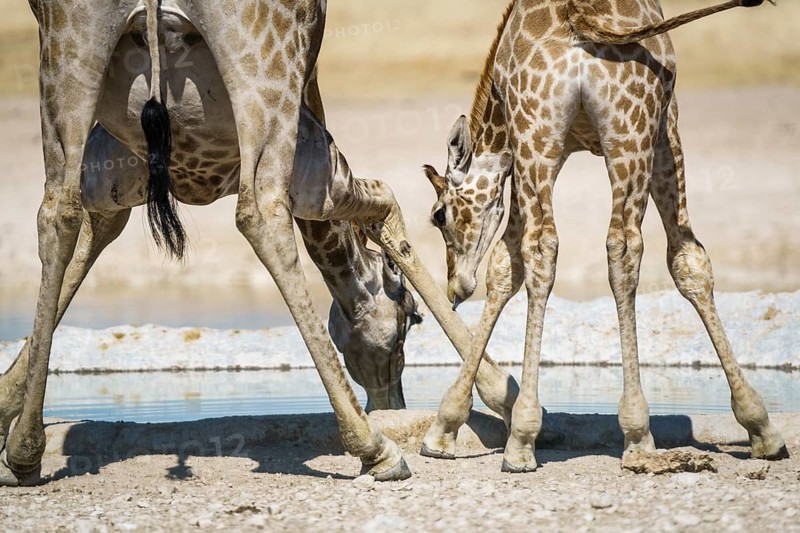 Angolan giraffes