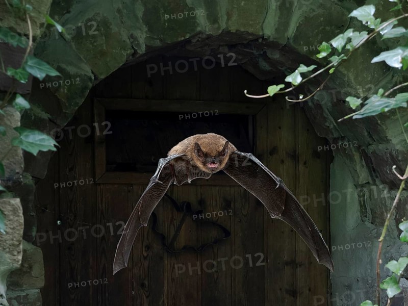 Common pipistrelle
