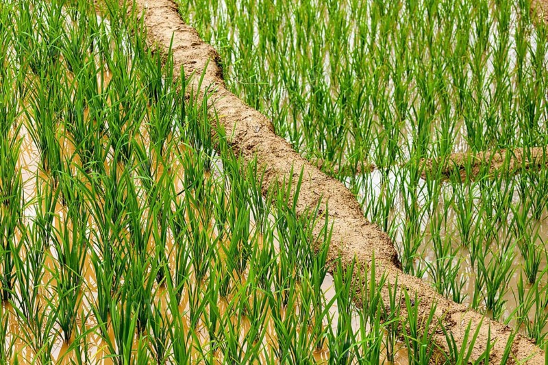 Rice field terraces