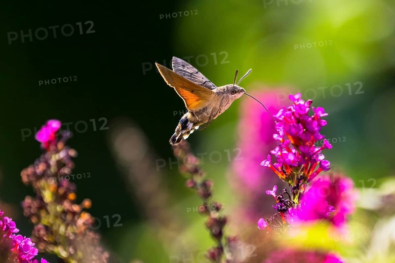 Hummingbird hawk-moth