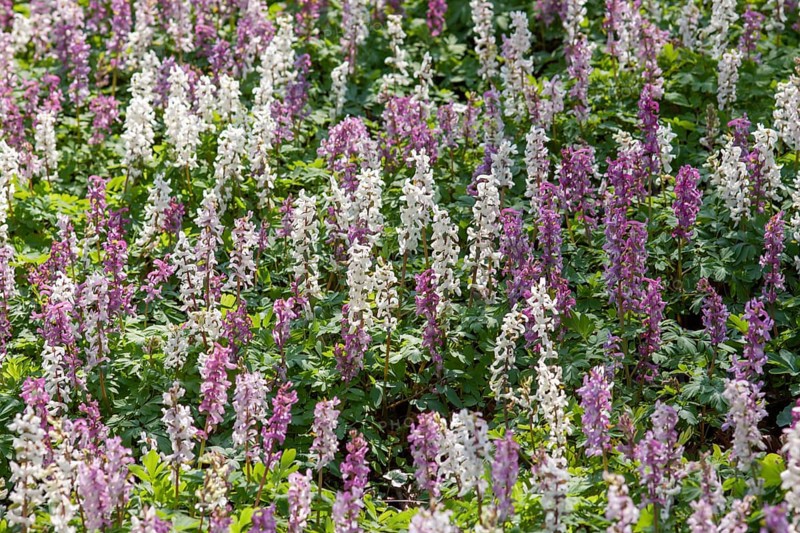 Hollow larkspur