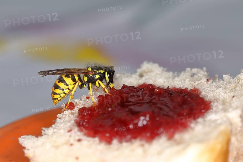 German wasp