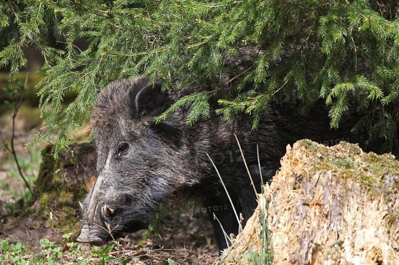 Wild boar