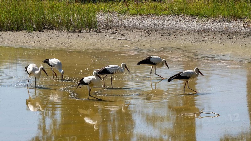 Storks at the very dry Zicksee