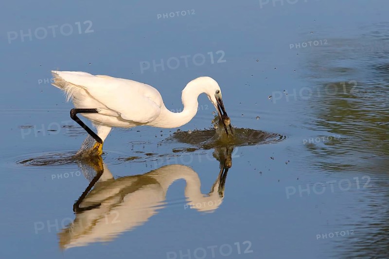 Little Egret
