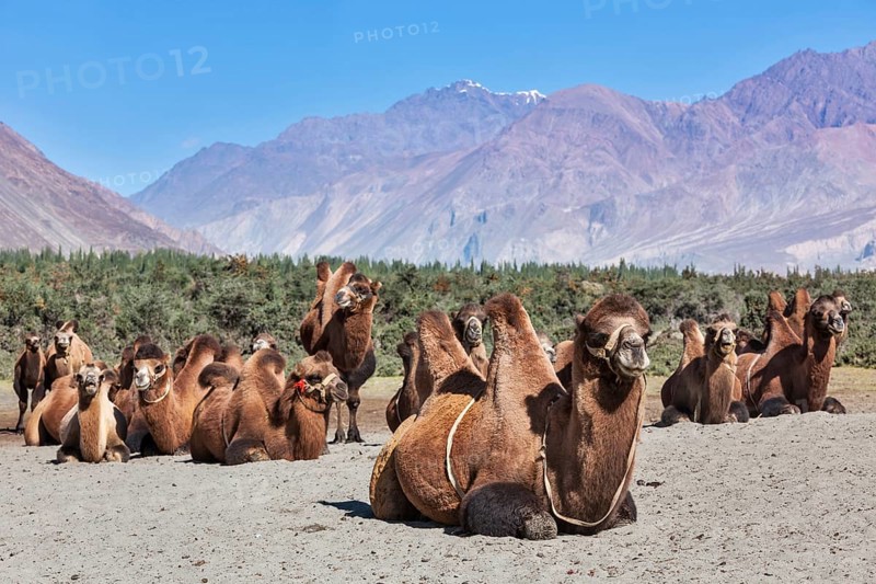 Bactrian camels in Himalayas. Hunder village