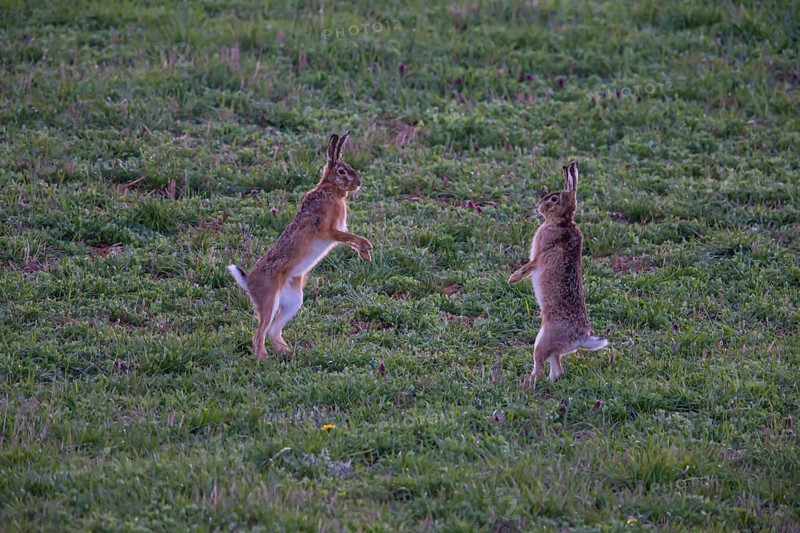 Cape hare