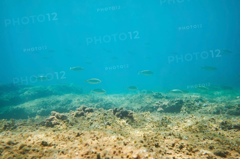 Salema porgy