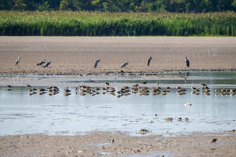 Birds at the very dry Zicksee
