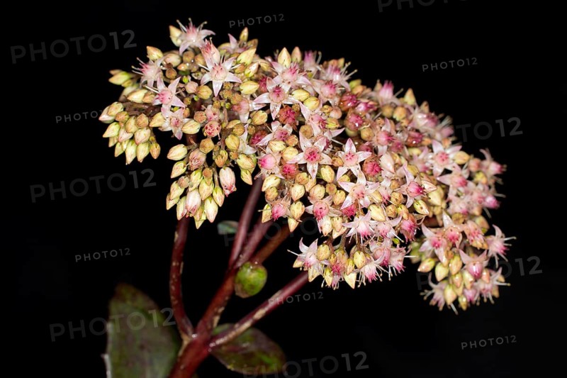 Showy stonecrop