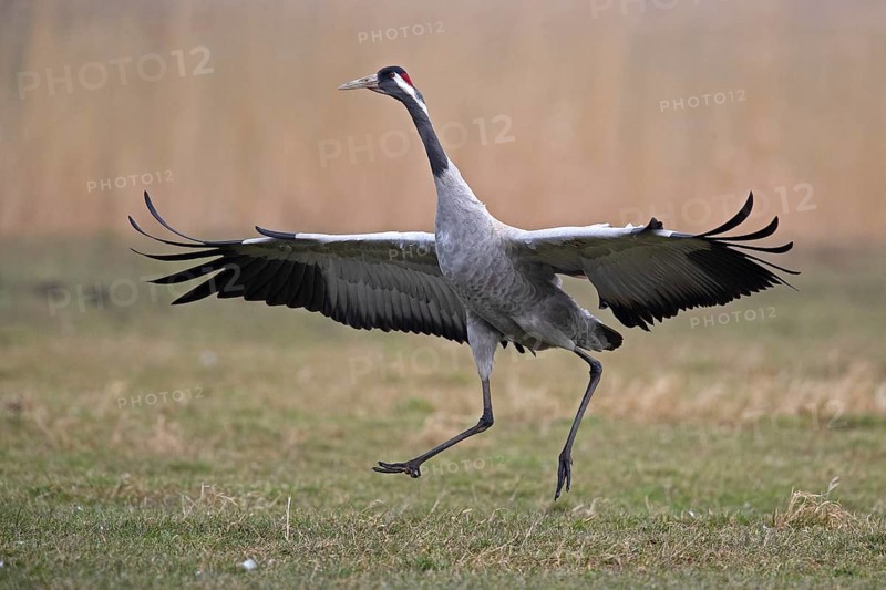 Common crane