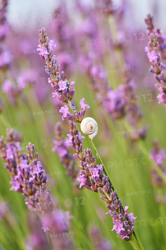 White garden snail