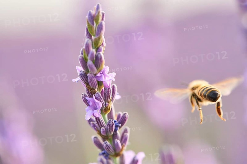 European honey bee