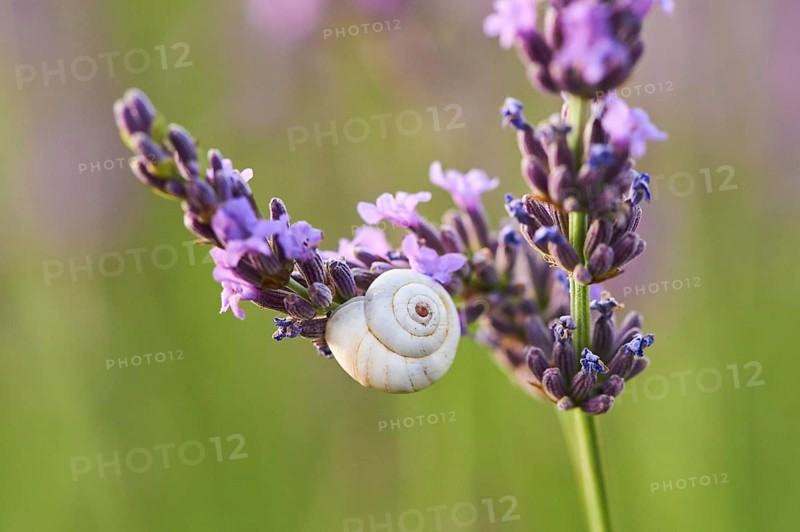 White garden snail