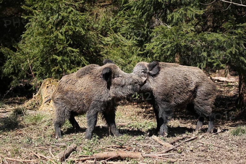 Wild boar