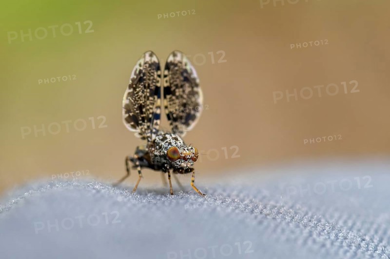 Peacock fly