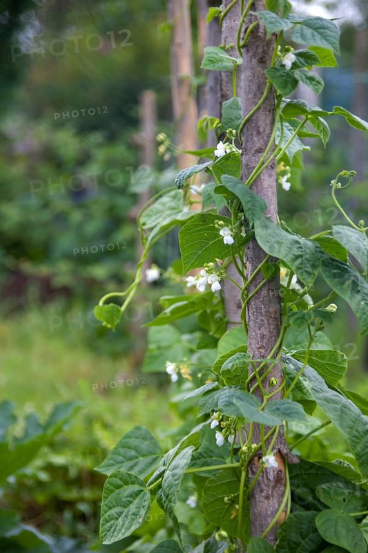 pole beans on climbing support