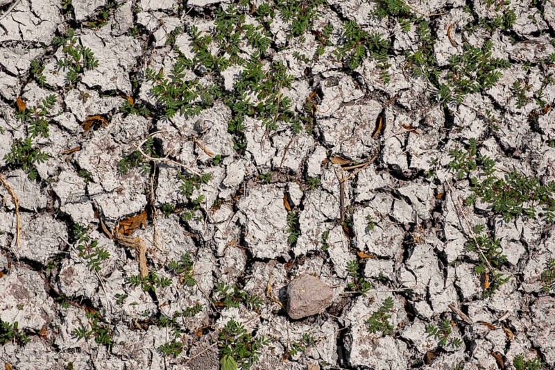 Plant that survives in arid soil