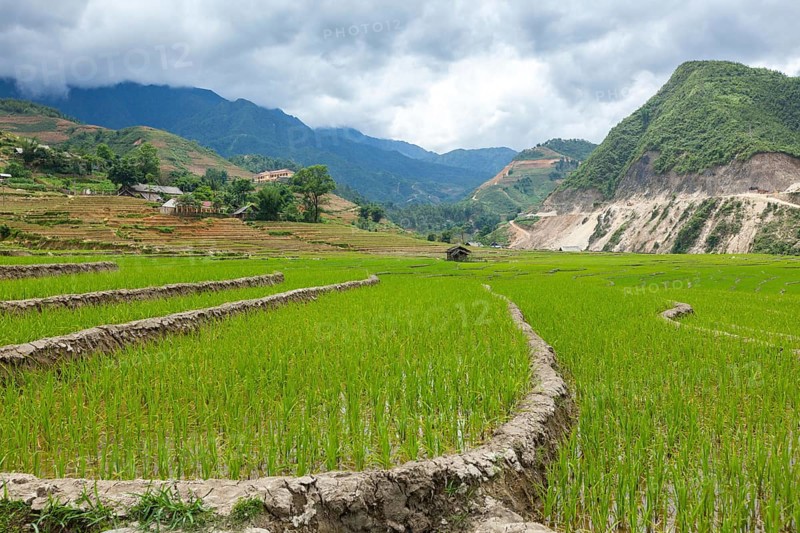 Rice field terraces