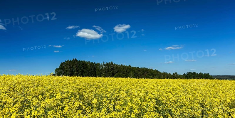 Spring summer background