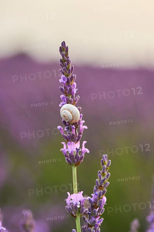 White garden snail