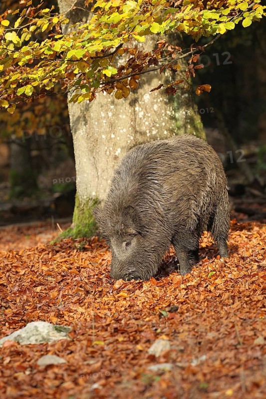 Wild boar