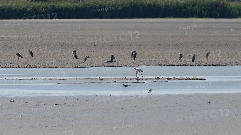 Birds at the very dry Zicksee