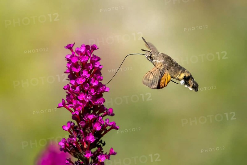 Hummingbird hawk-moth