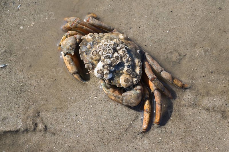 Barnacle