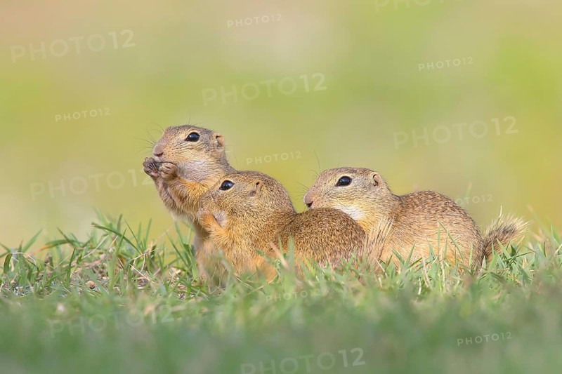 European ground squirrel