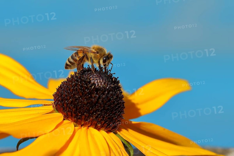European honey bee