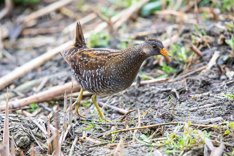 Spotted Crake