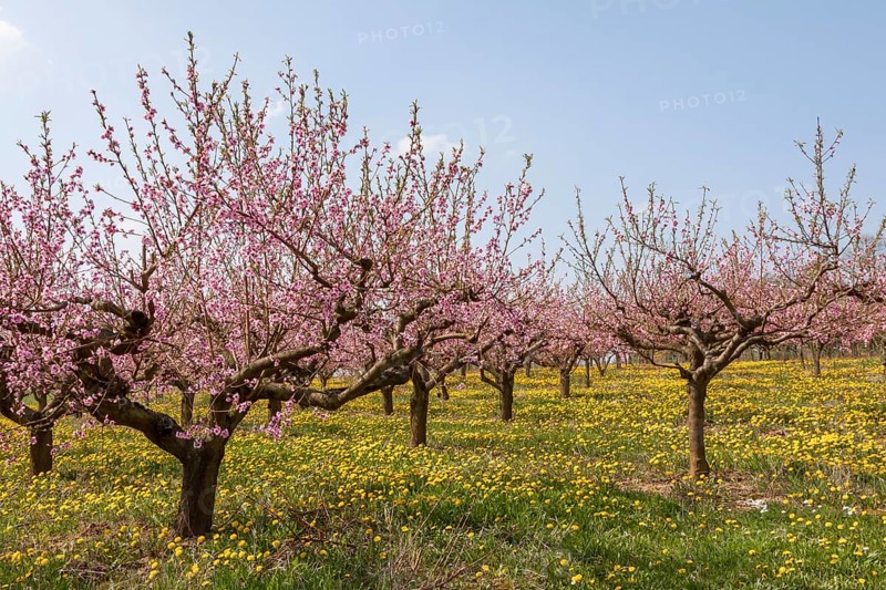 Flowering peach plantation
