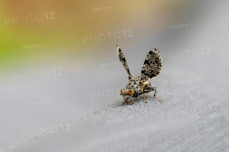Peacock fly